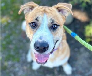 Mutt Dogs for adoption in Santa Rosa, CA, USA