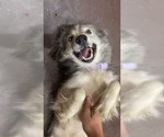 Small #1 Siberian Husky Mix