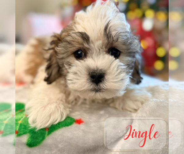 Medium Photo #4 Mal-Shi Puppy For Sale in ADDISON, IL, USA