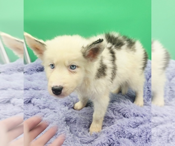 Medium Photo #4 Siberian Husky Puppy For Sale in SANDY HOOK, KY, USA