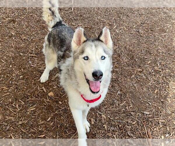 Medium Photo #2 Siberian Husky Puppy For Sale in Orange, CA, USA