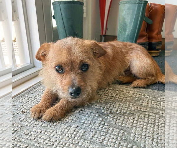 Medium Photo #3 Chihuahua-Unknown Mix Puppy For Sale in Newport Beach, CA, USA