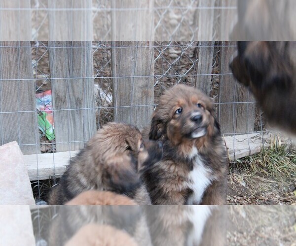 Medium Photo #8 Tibetan Mastiff Puppy For Sale in MONUMENT, CO, USA