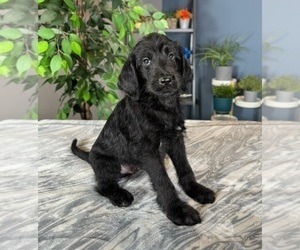 Labradoodle Puppy for sale in GREENWOOD, IN, USA