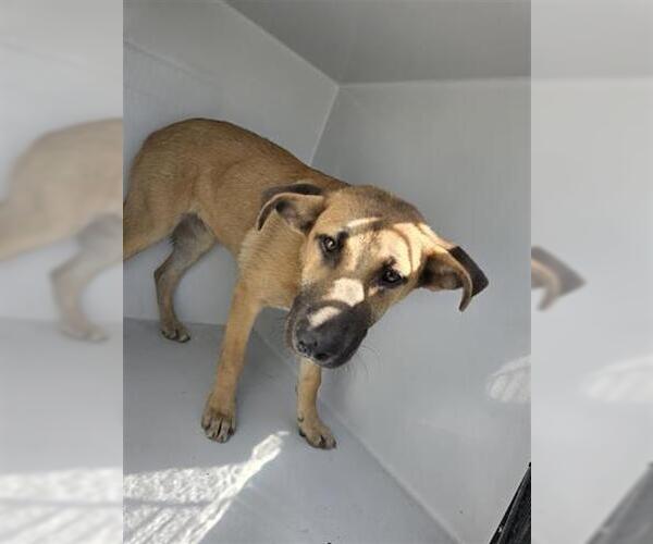 Medium Photo #1 Black Mouth Cur-Unknown Mix Puppy For Sale in Houston, TX, USA
