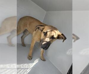 Black Mouth Cur-Unknown Mix Dogs for adoption in Houston, TX, USA