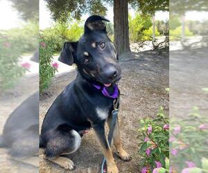 German Shepherd Dog Dogs for adoption in Santa Rosa, CA, USA