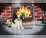 Small #17 Poodle (Toy)