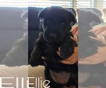 Puppy Puppy 3 Scottish Terrier