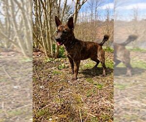 Chihuahua-Unknown Mix Dogs for adoption in Elmsford, NY, USA