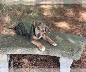 Labrador Retriever-Unknown Mix Dogs for adoption in Garner, NC, USA