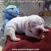 Small Photo #191 Dogo Argentino Puppy For Sale in PINEVILLE, MO, USA