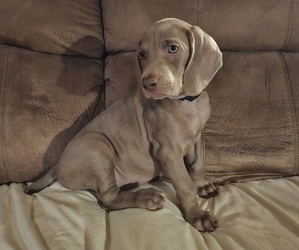 Weimaraner Puppy for sale in GLEN ROCK, PA, USA