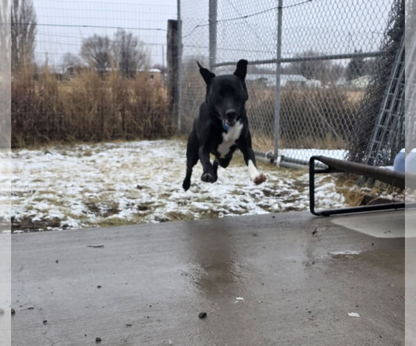 Medium Photo #6 Borador Puppy For Sale in Monte Vista, CO, USA
