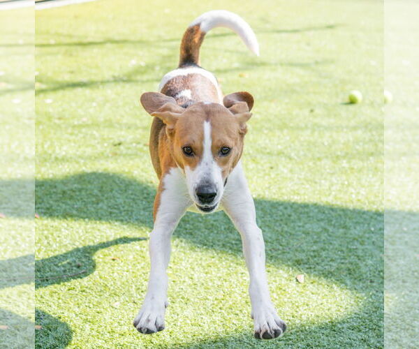 Medium Photo #3 Treeing Walker Coonhound-Unknown Mix Puppy For Sale in Hilton Head, SC, USA