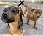 Small #1 Chihuahua Mix