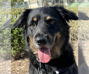 Australian Shepherd-Unknown Mix Dogs for adoption in Paso Robles, CA, USA