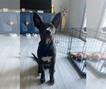 Small Labrador Retriever Mix