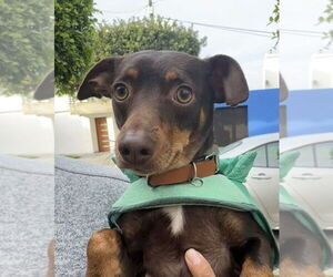 Chiweenie Dogs for adoption in San Diego, CA, USA