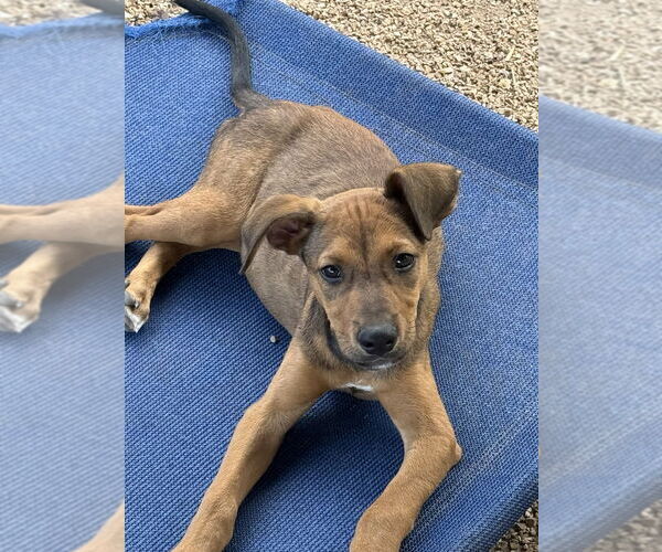Medium Photo #2 German Shepherd Dog-Unknown Mix Puppy For Sale in Bolivar, MO, USA