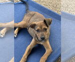 Small #1 German Shepherd Dog Mix