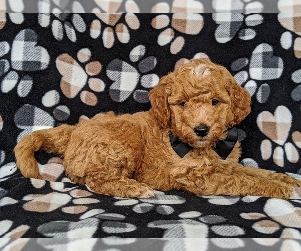 Medium Photo #2 Goldendoodle Puppy For Sale in NOTTINGHAM, PA, USA