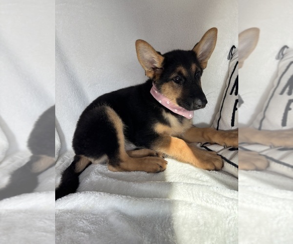 Medium Photo #4 German Shepherd Dog Puppy For Sale in GREENFIELD, IN, USA
