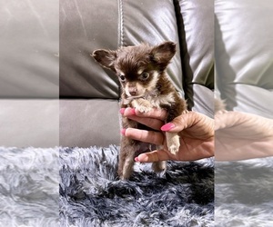 Chihuahua Puppy for sale in BELTON, MO, USA