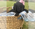 Puppy Belle Goldendoodle