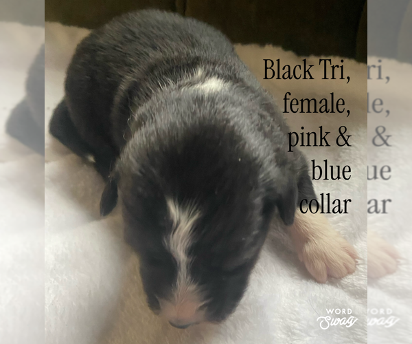 Medium Photo #13 F2 Aussiedoodle Puppy For Sale in ONAWAY, MI, USA