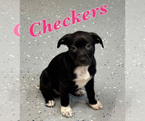 Medium Photo #1 Lab-Pointer Puppy For Sale in Lakewood, CO, USA