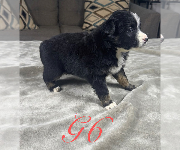 Medium Photo #27 Australian Shepherd Puppy For Sale in SALISBURY, NC, USA