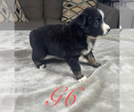 Small Photo #27 Australian Shepherd Puppy For Sale in SALISBURY, NC, USA