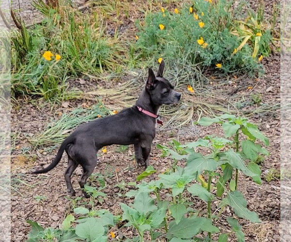 Medium Photo #2 French Bulldog-Unknown Mix Puppy For Sale in Lindsay, CA, USA