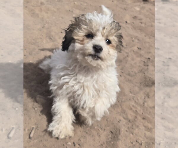Medium Photo #1 Shih-Poo Puppy For Sale in Peralta, NM, USA