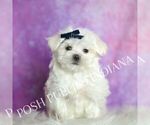 Puppy Louie Maltese