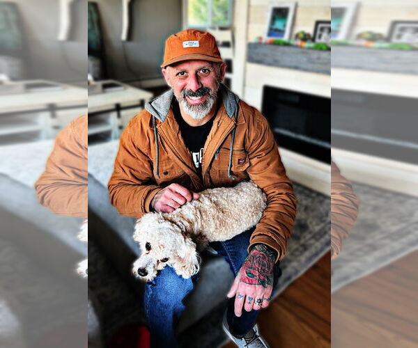 Medium Photo #3 Poodle (Miniature)-Unknown Mix Puppy For Sale in Woodbury, NY, USA