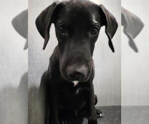 Great Dane-Unknown Mix Dogs for adoption in San Antonio, TX, USA
