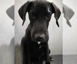 SUNSHINE - Male Great Dane-Unknown Mix Dog for Adoption - Small photo