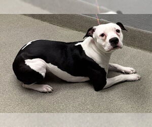 American Pit Bull Terrier-Unknown Mix Dogs for adoption in Las Vegas, NV, USA