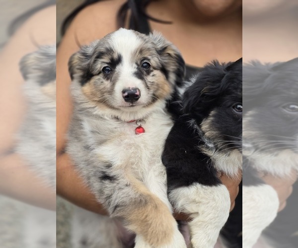 Medium Photo #10 Miniature Australian Shepherd Puppy For Sale in ADAIR VILLAGE, OR, USA