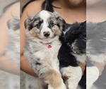 Small #9 Miniature Australian Shepherd