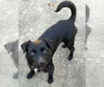 Small #1 Mutt