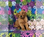 Small Photo #5 Golden Retriever Puppy For Sale in CHRISTIANA, PA, USA