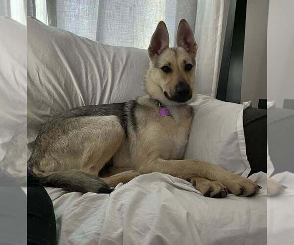 Medium Photo #6 Collie-Unknown Mix Puppy For Sale in Mundelein, IL, USA