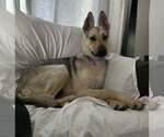 Small #5 Collie Mix