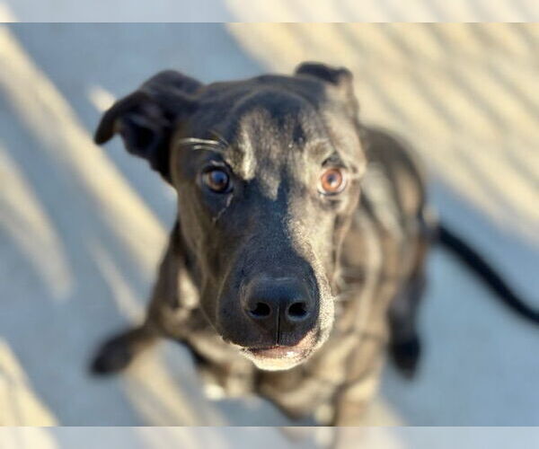 Medium Photo #1 Redbone Coonhound-Unknown Mix Puppy For Sale in Tulsa, OK, USA
