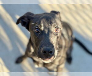 Redbone Coonhound-Unknown Mix Dogs for adoption in Tulsa, OK, USA