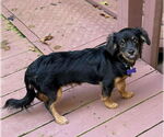 Small #1 Cavalier King Charles Spaniel-Dachshund Mix