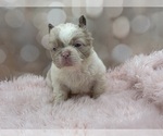 Small #1 French Bulldog